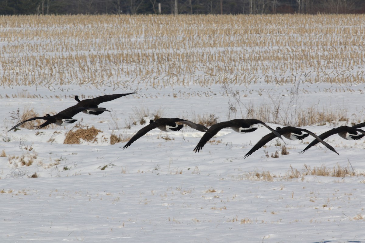 Canada Goose - ML77888331