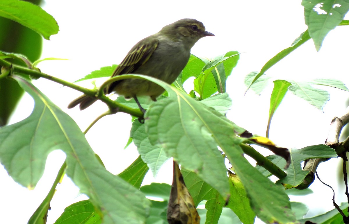 Choco Tyrannulet - ML77889491