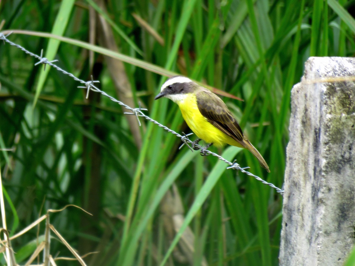 Rusty-margined Flycatcher - ML77889651