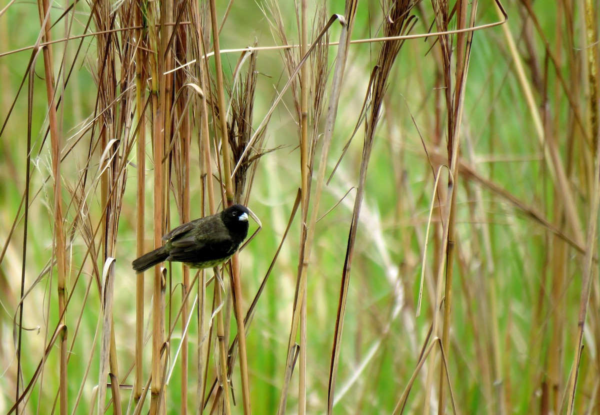 Yellow-bellied Seedeater - ML77889731