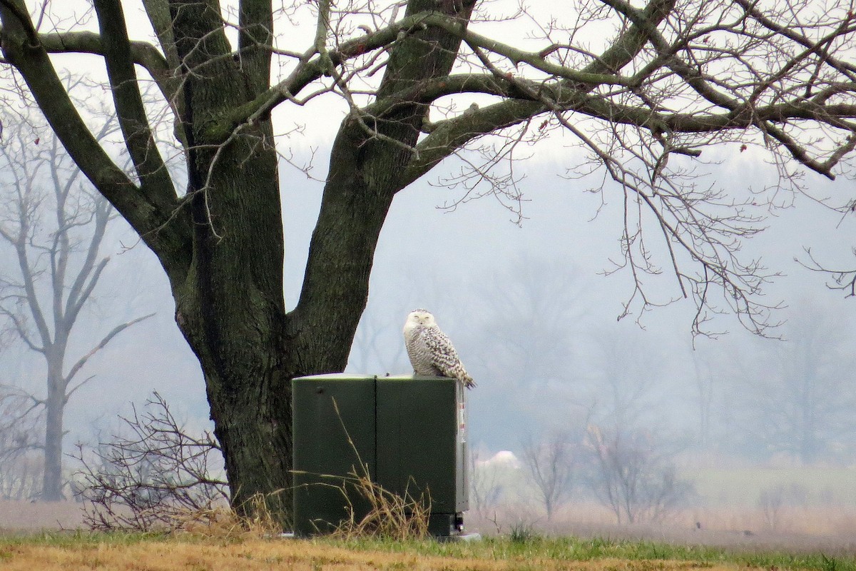 Snowy Owl - ML77892541