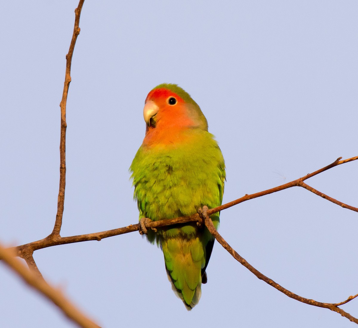 Rosy-faced Lovebird - Gordon Karre