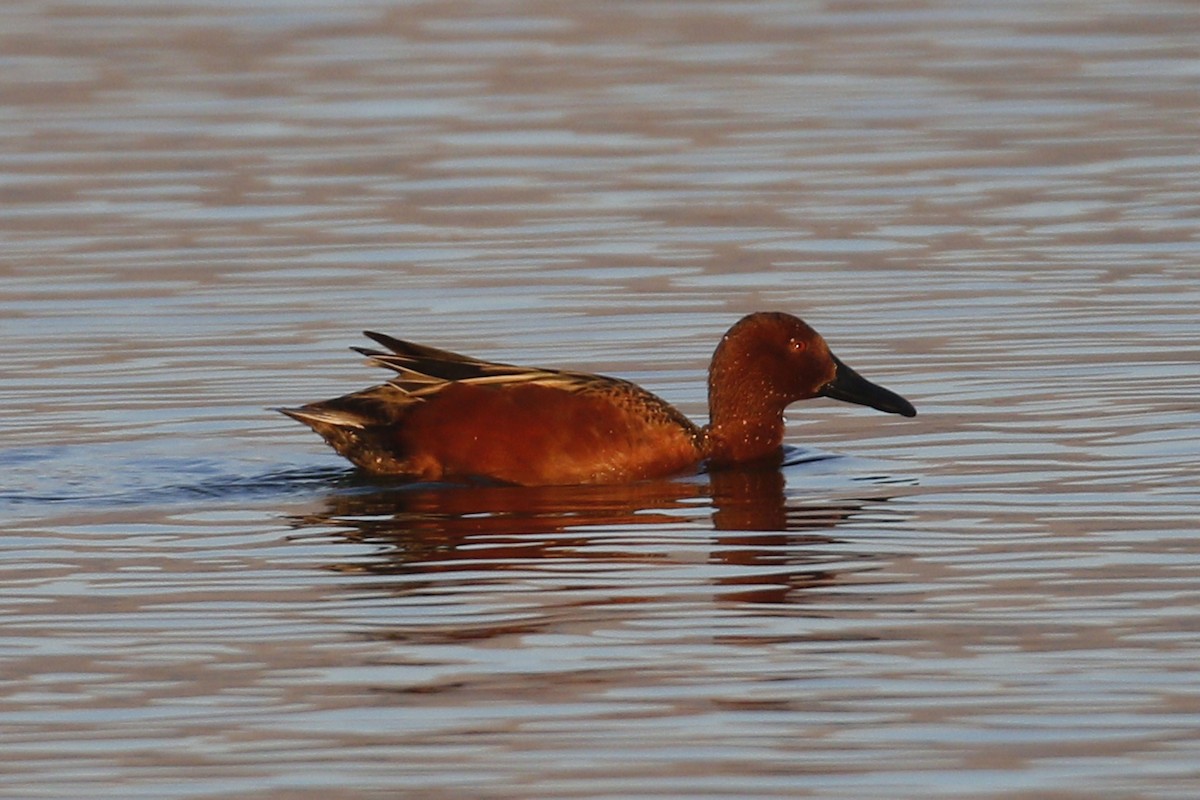 Cinnamon Teal - ML77893201