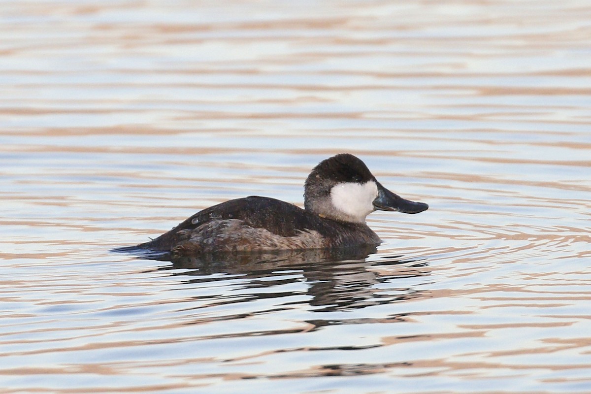 Ruddy Duck - ML77893321