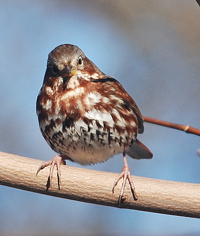 Fox Sparrow - ML77893341