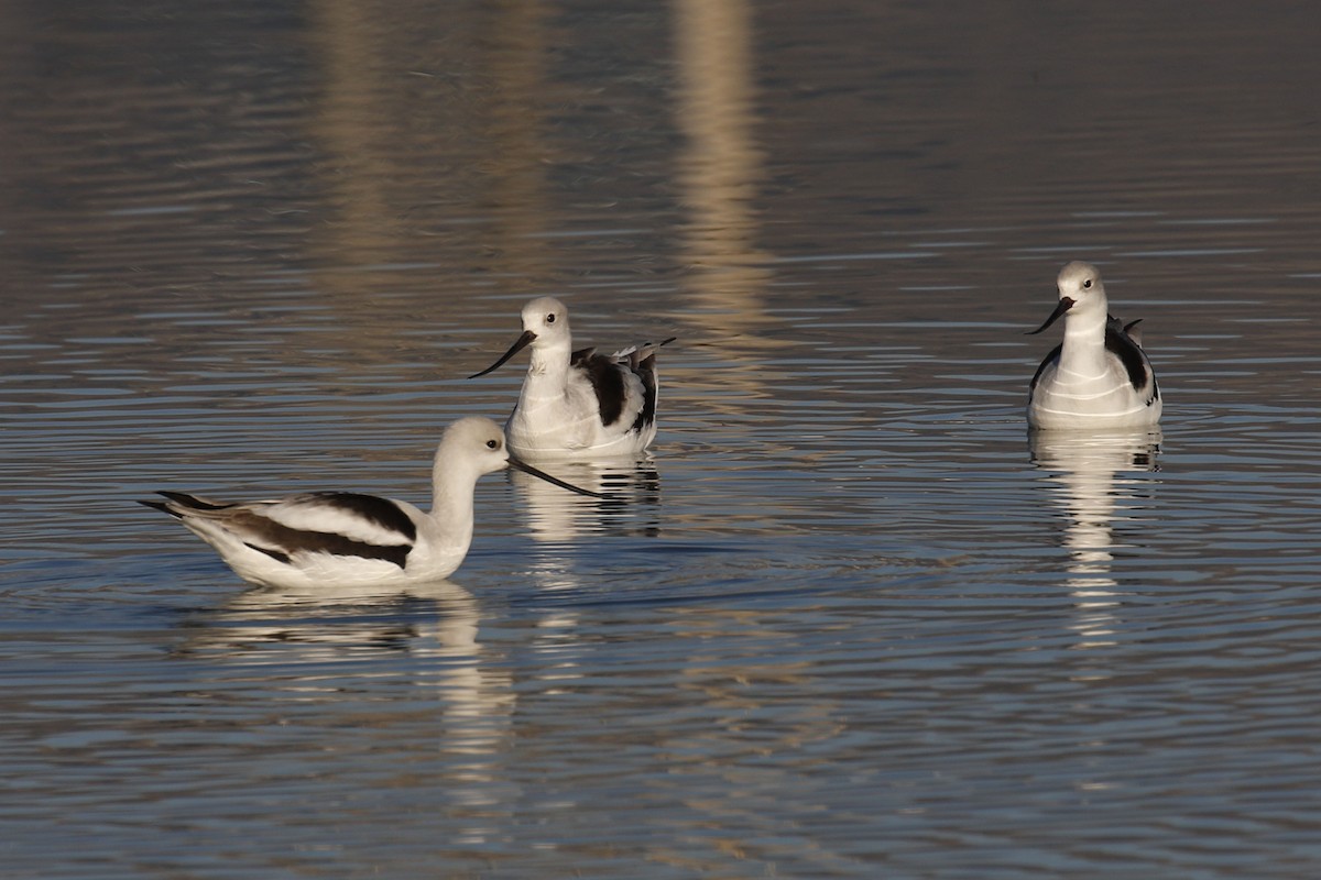 Avocette d'Amérique - ML77893351