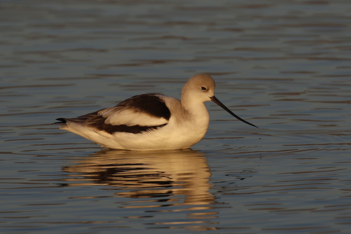 American Avocet - ML77893431