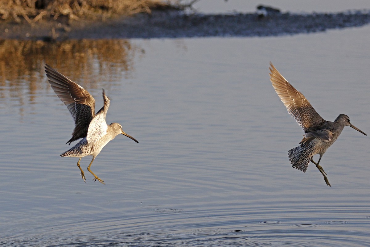 Long-billed Dowitcher - ML77893571