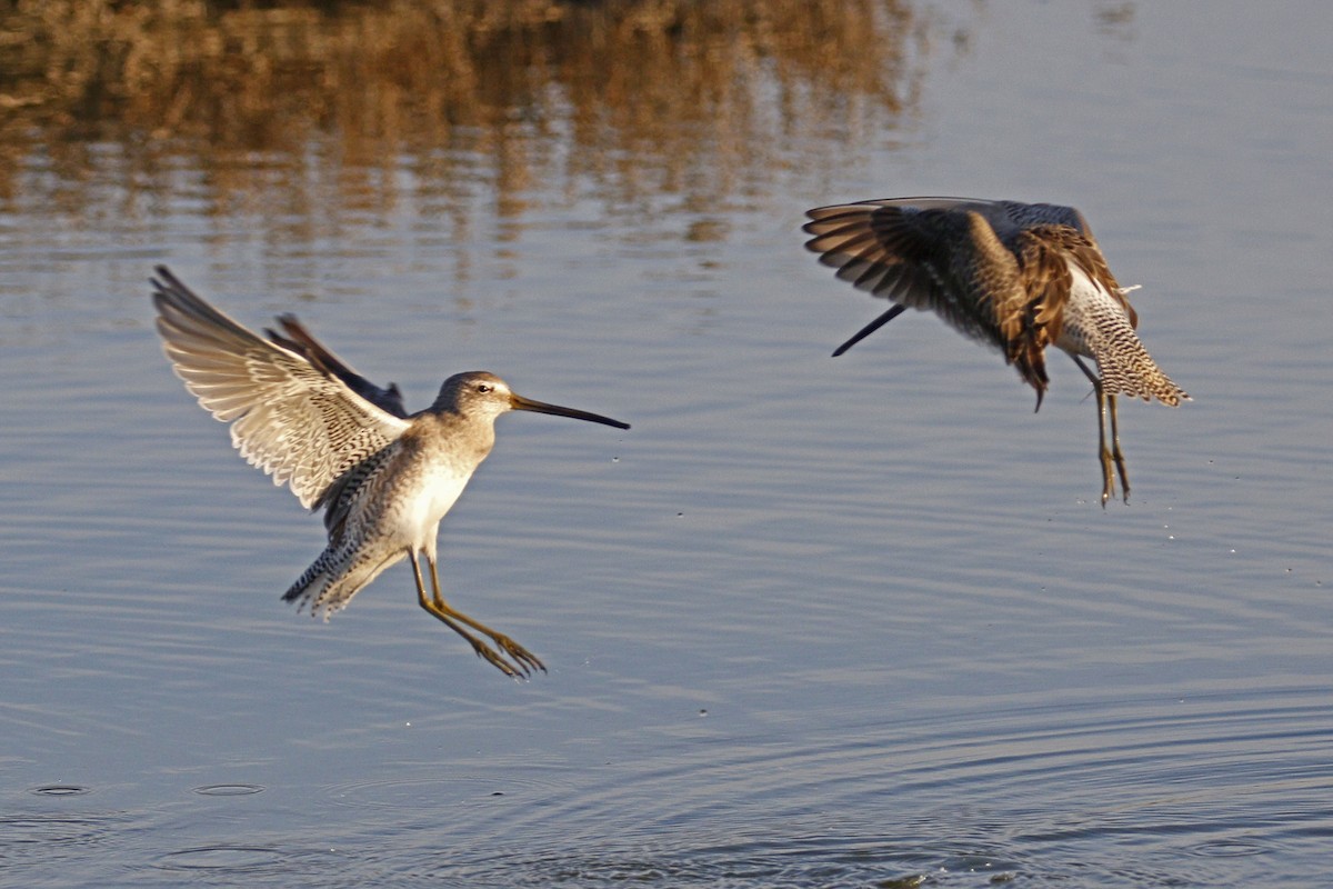 Long-billed Dowitcher - ML77893591