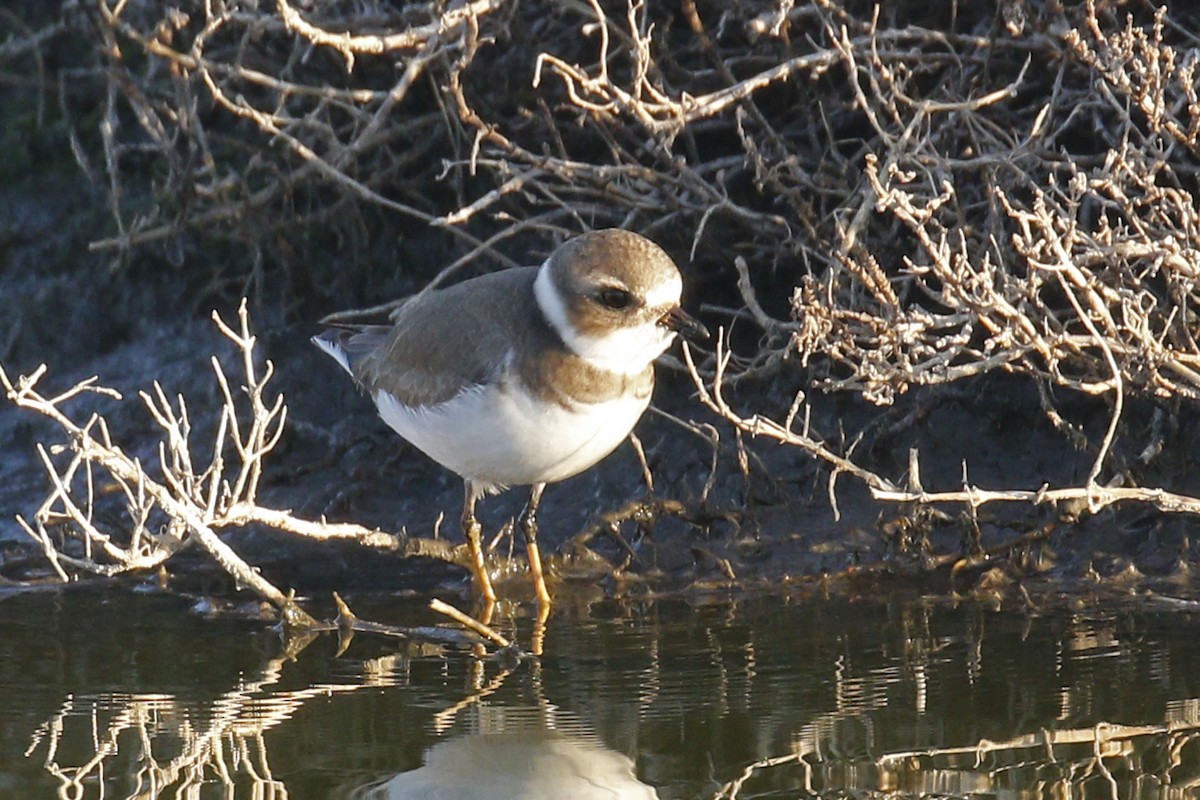 Semipalmated Plover - ML77893641