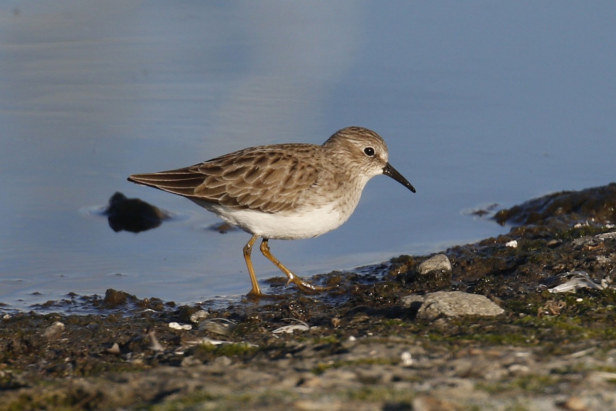 Least Sandpiper - ML77893671