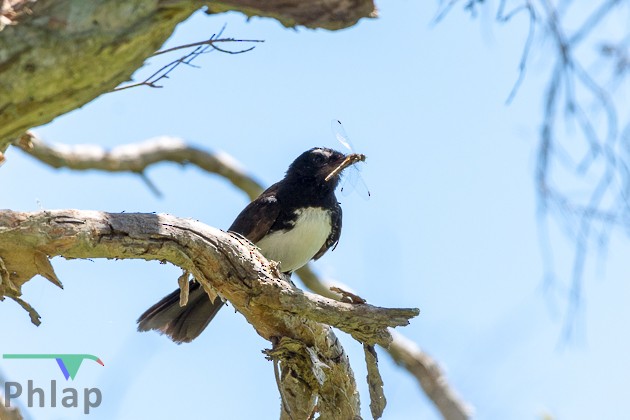 Willie-wagtail - ML77899311