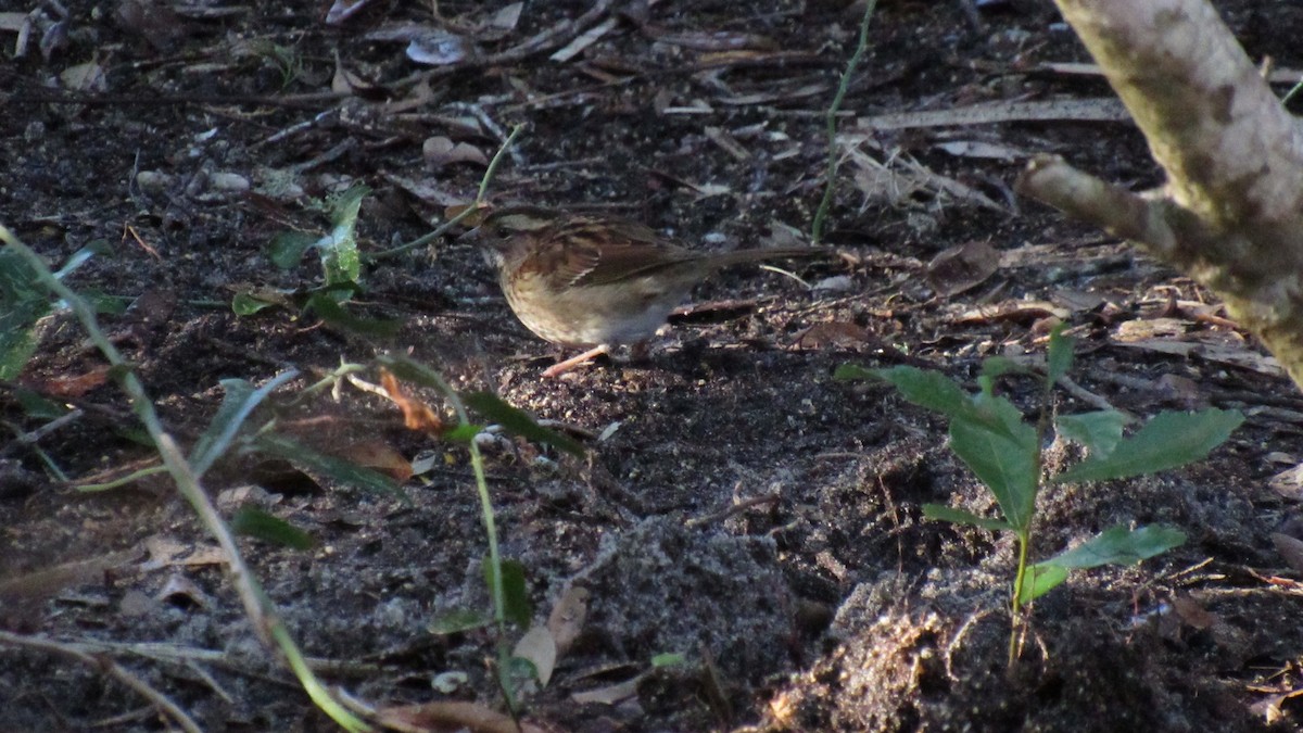 White-throated Sparrow - ML77900051