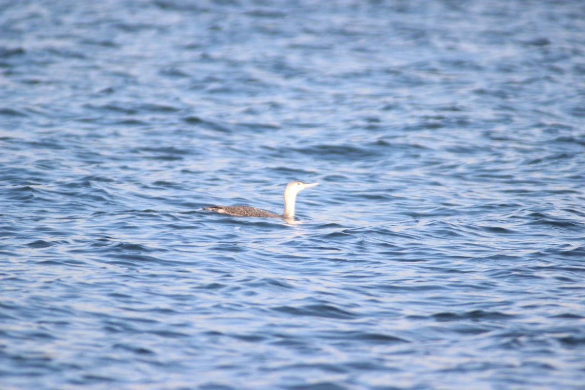 Red-throated Loon - ML77901631