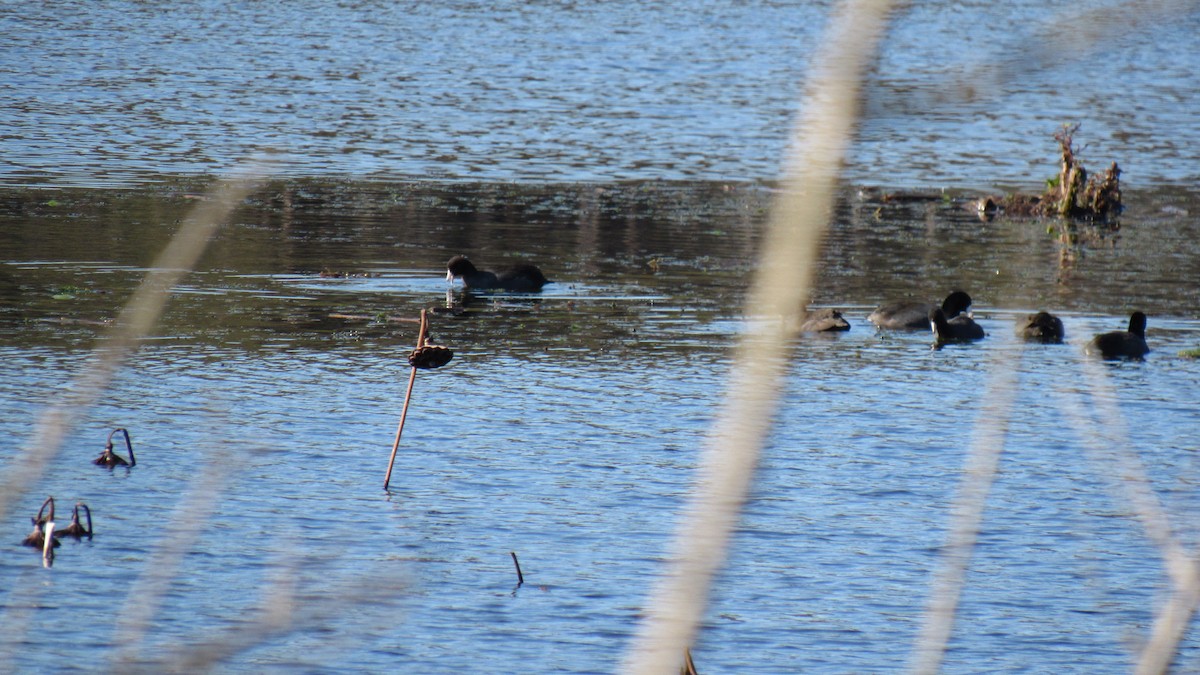 American Coot - ML77901671