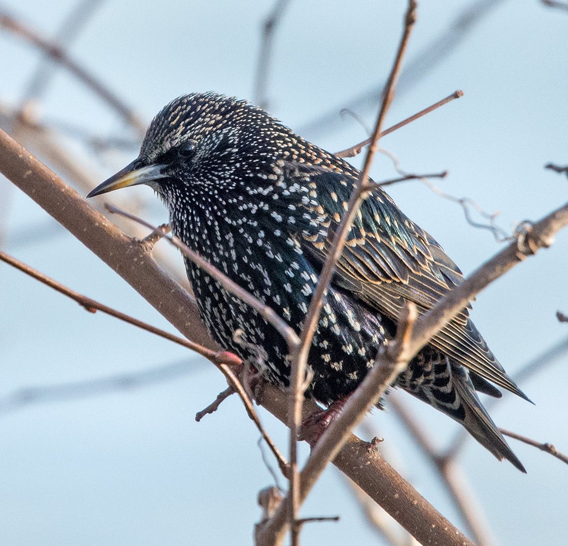 European Starling - ML77902571