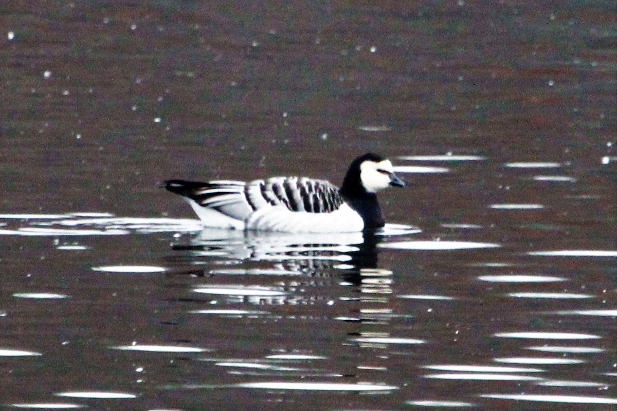 Barnacle Goose - Robert Beaumont