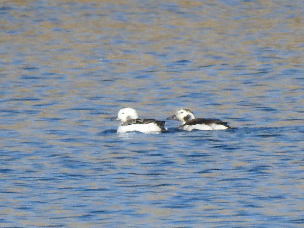 Long-tailed Duck - ML77903451