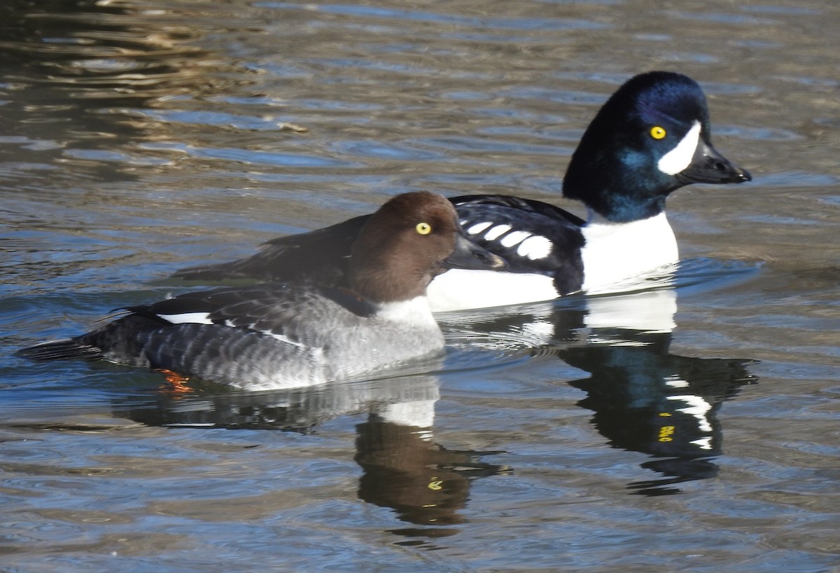 Barrow's Goldeneye - ML77903481