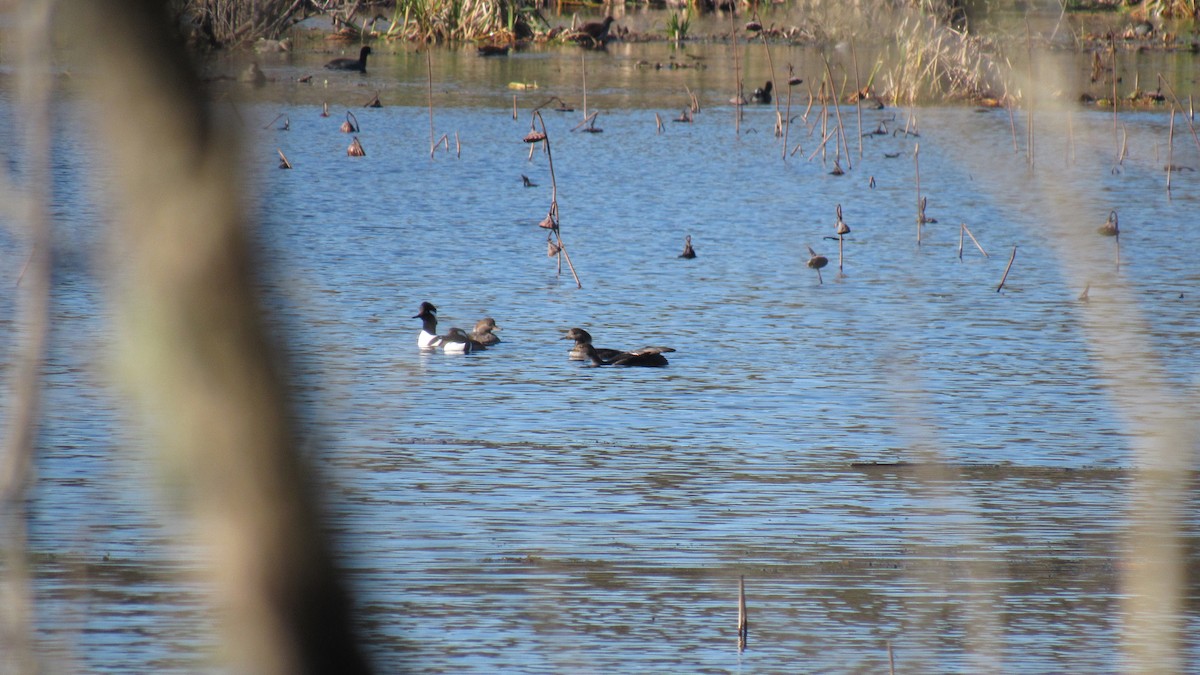 Hooded Merganser - ML77903931