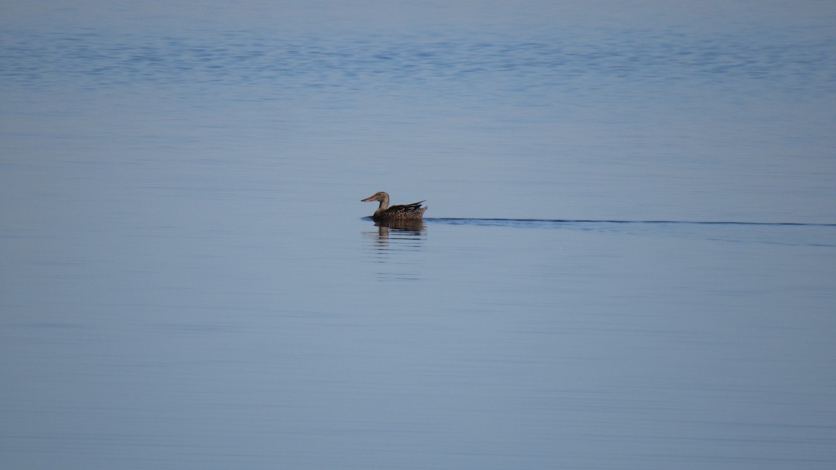 Northern Shoveler - ML77904841