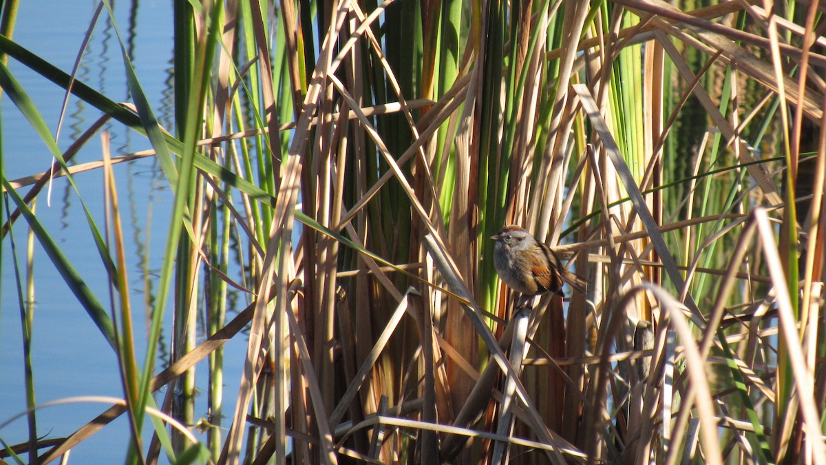 Swamp Sparrow - ML77905361