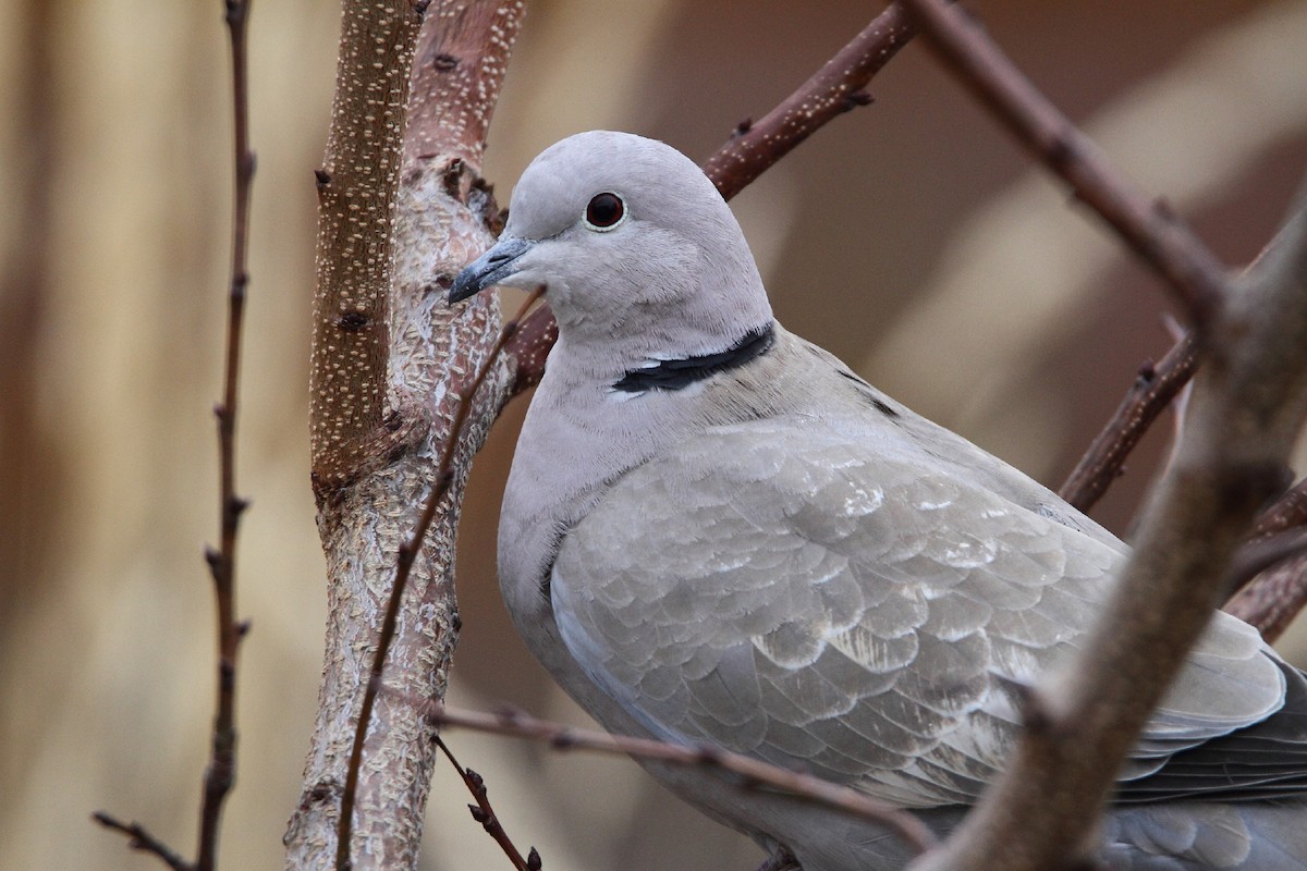 Eurasian Collared-Dove - ML77907291