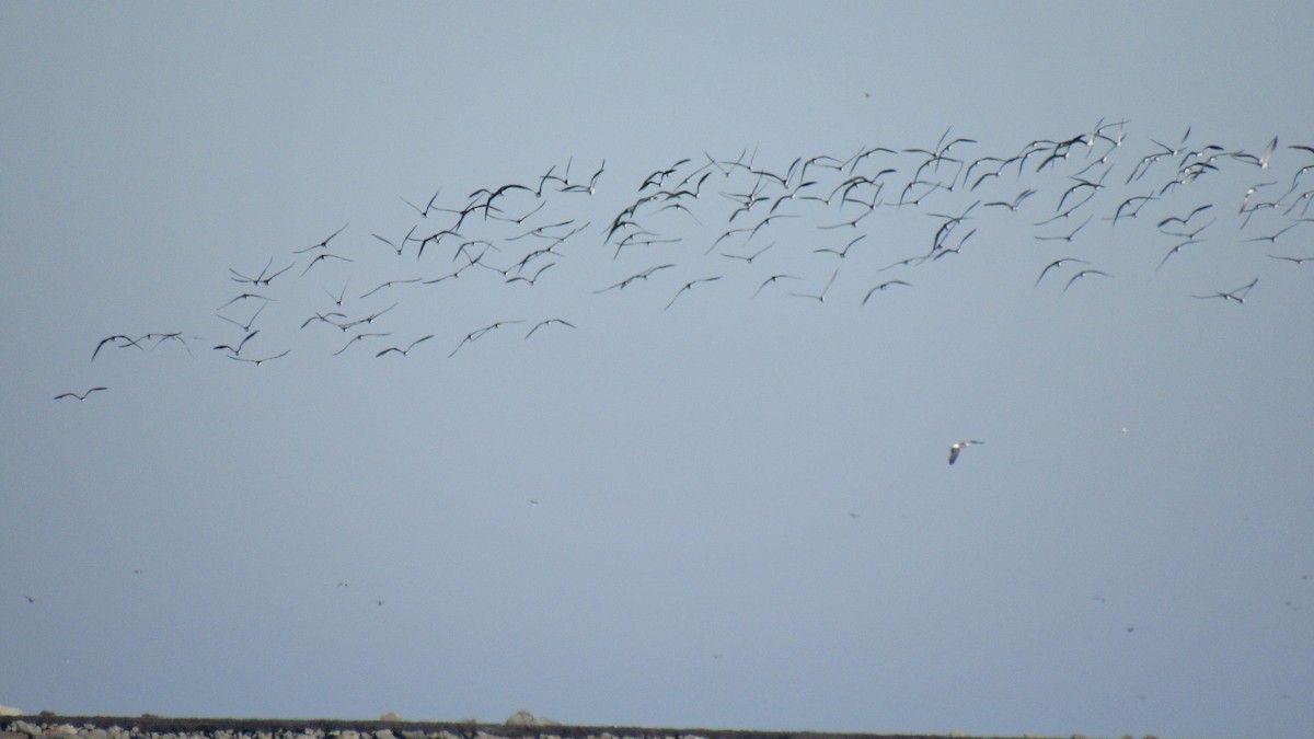 Black Skimmer - ML77907471
