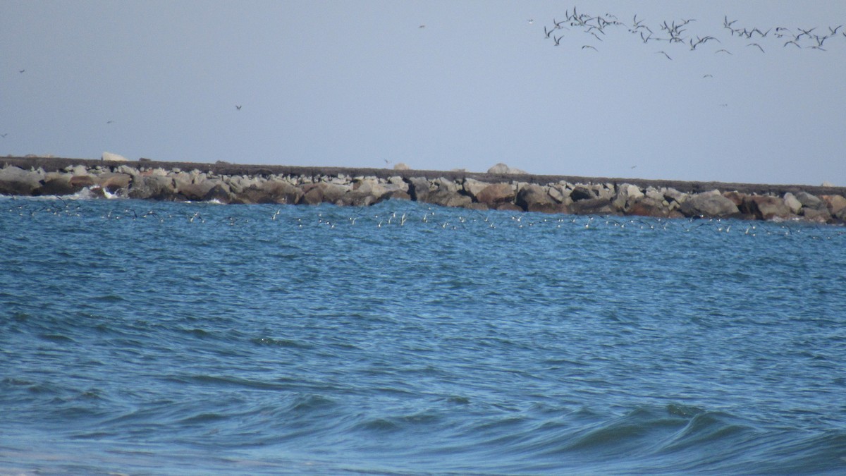 Black Skimmer - ML77907481