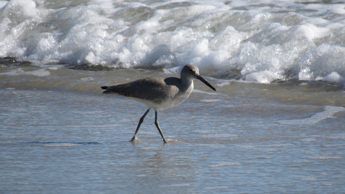 Willet - ML77907561