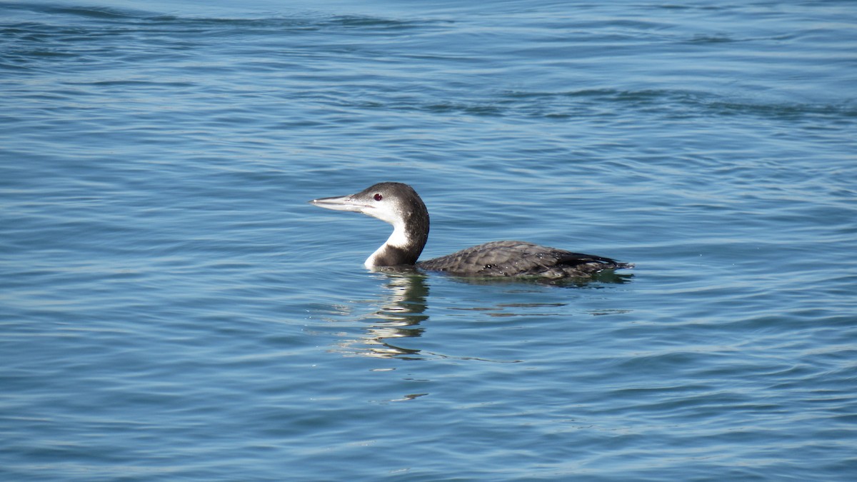 Common Loon - ML77907801
