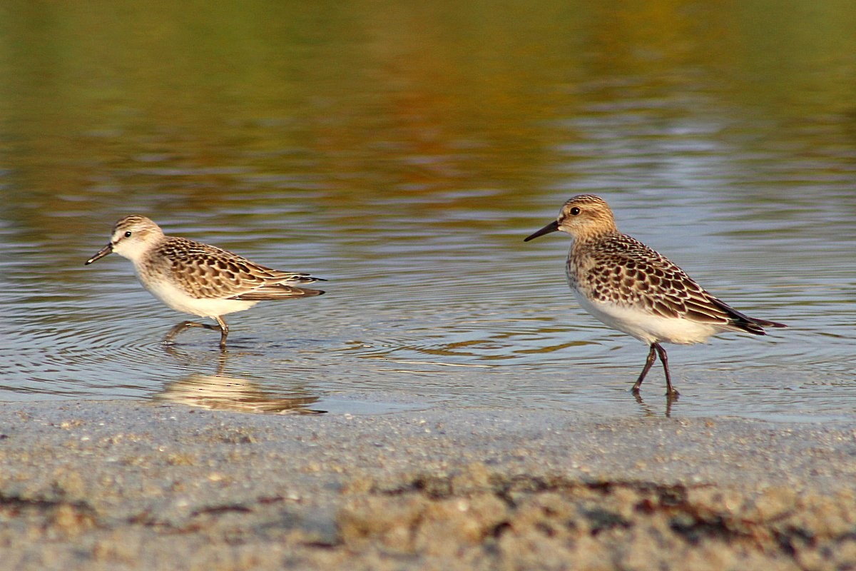 Baird's Sandpiper - Robert Keereweer