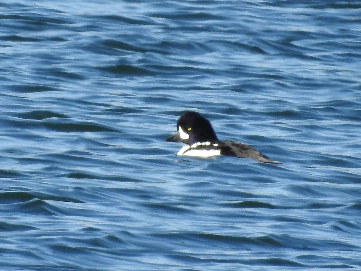 Barrow's Goldeneye - ML77908251