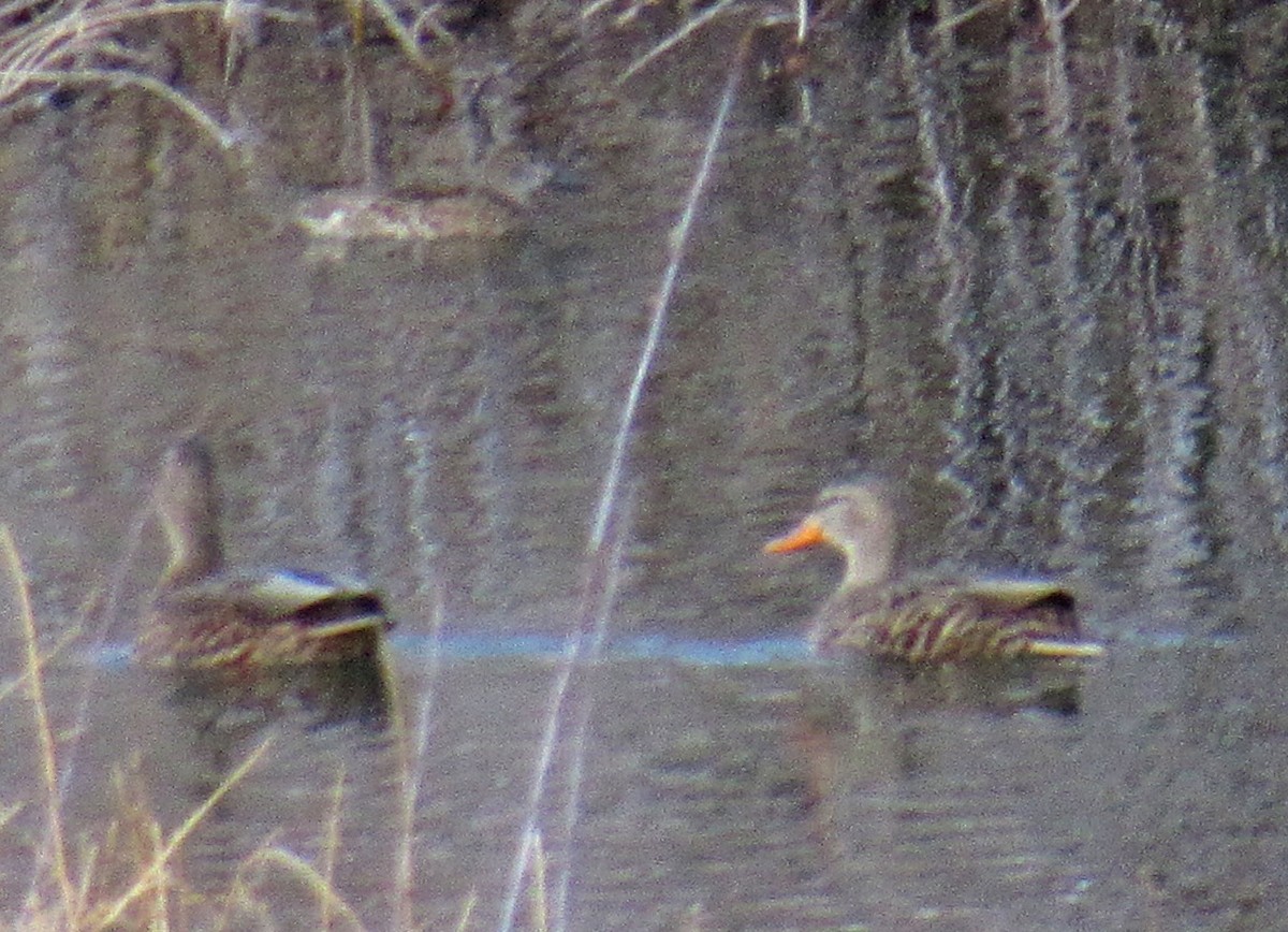 Green-winged Teal - ML77908391