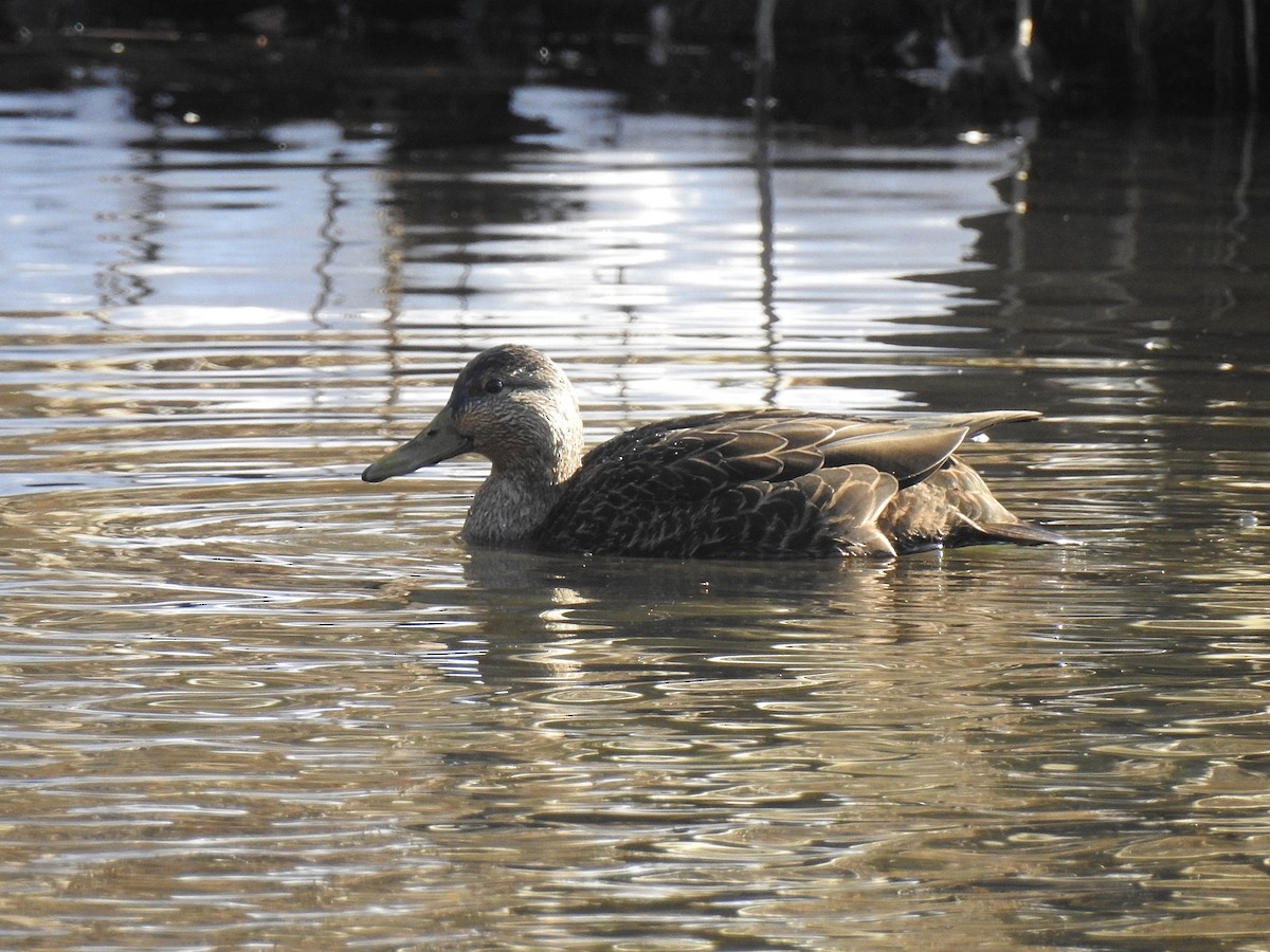 American Black Duck - ML77909021