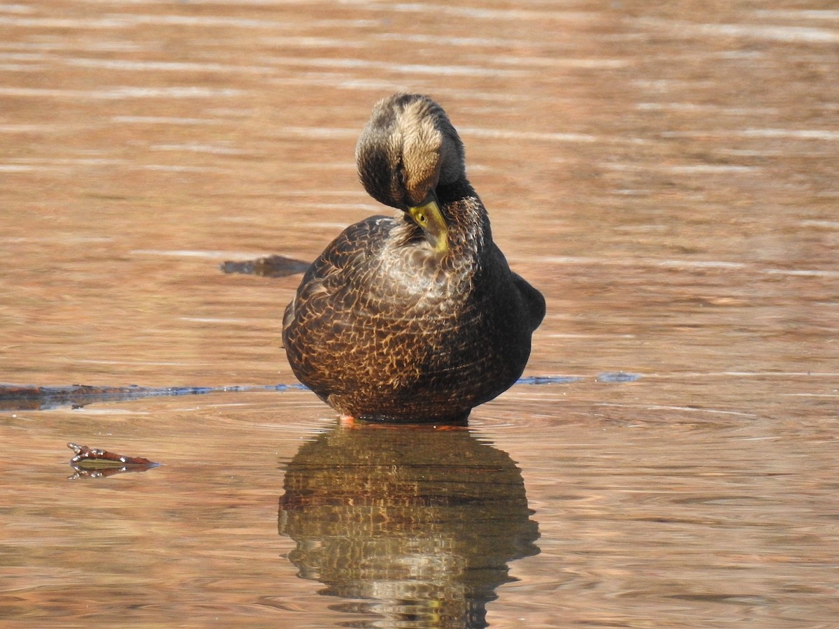 American Black Duck - ML77909031