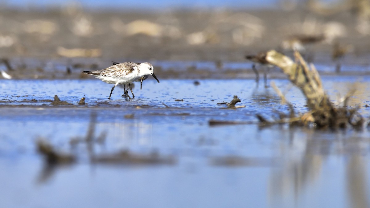 Bécasseau sanderling - ML77910541