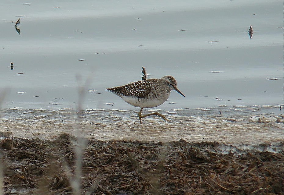 Wood Sandpiper - ML77911071