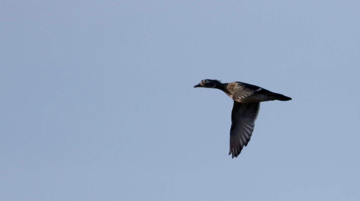 Wood Duck - Jay McGowan