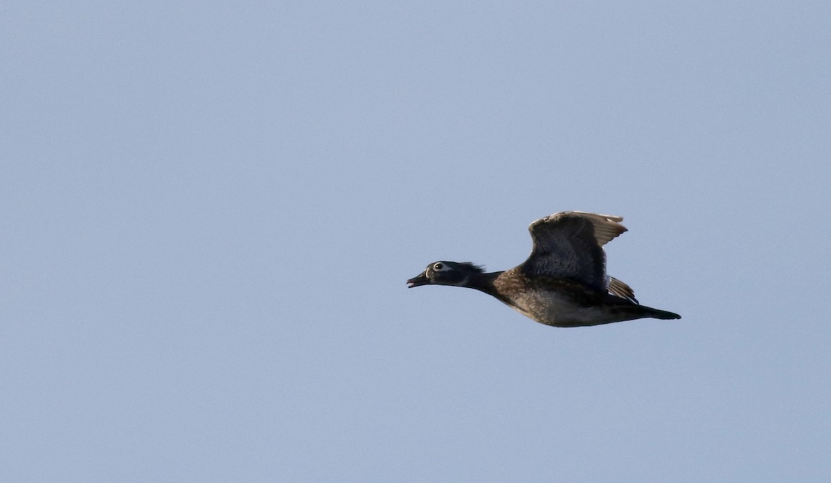 Wood Duck - ML77912061