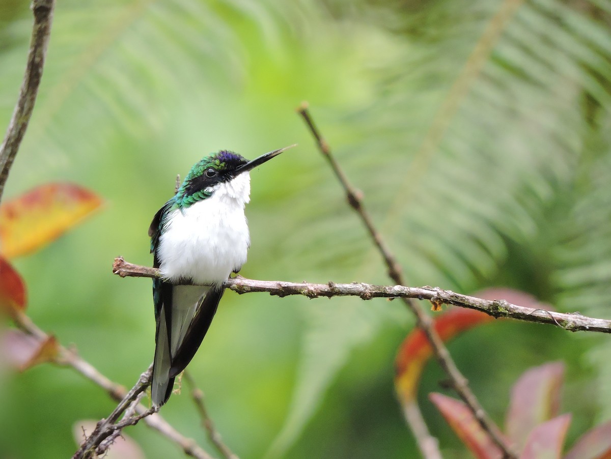 Colibrí Hada Occidental - ML77912761