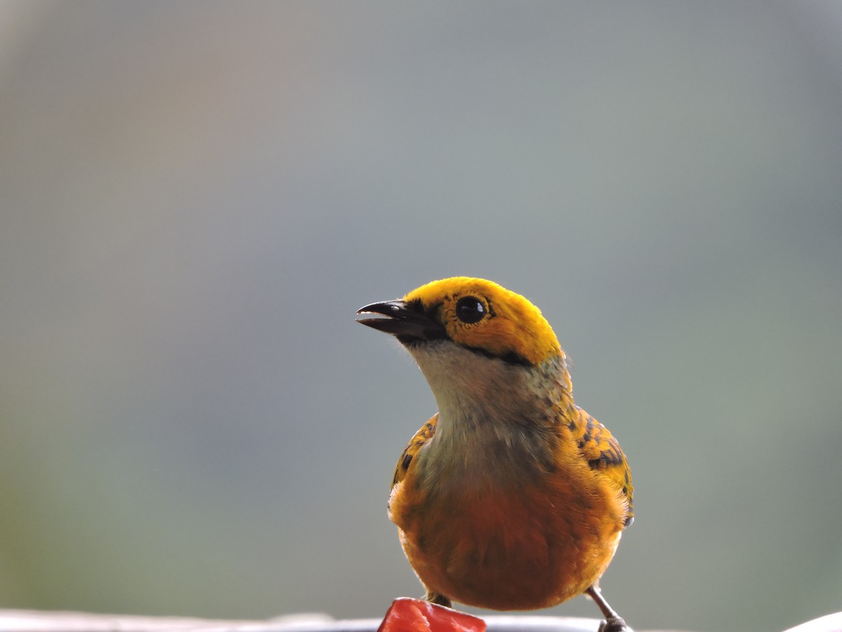 Silver-throated Tanager - Cole Gaerber