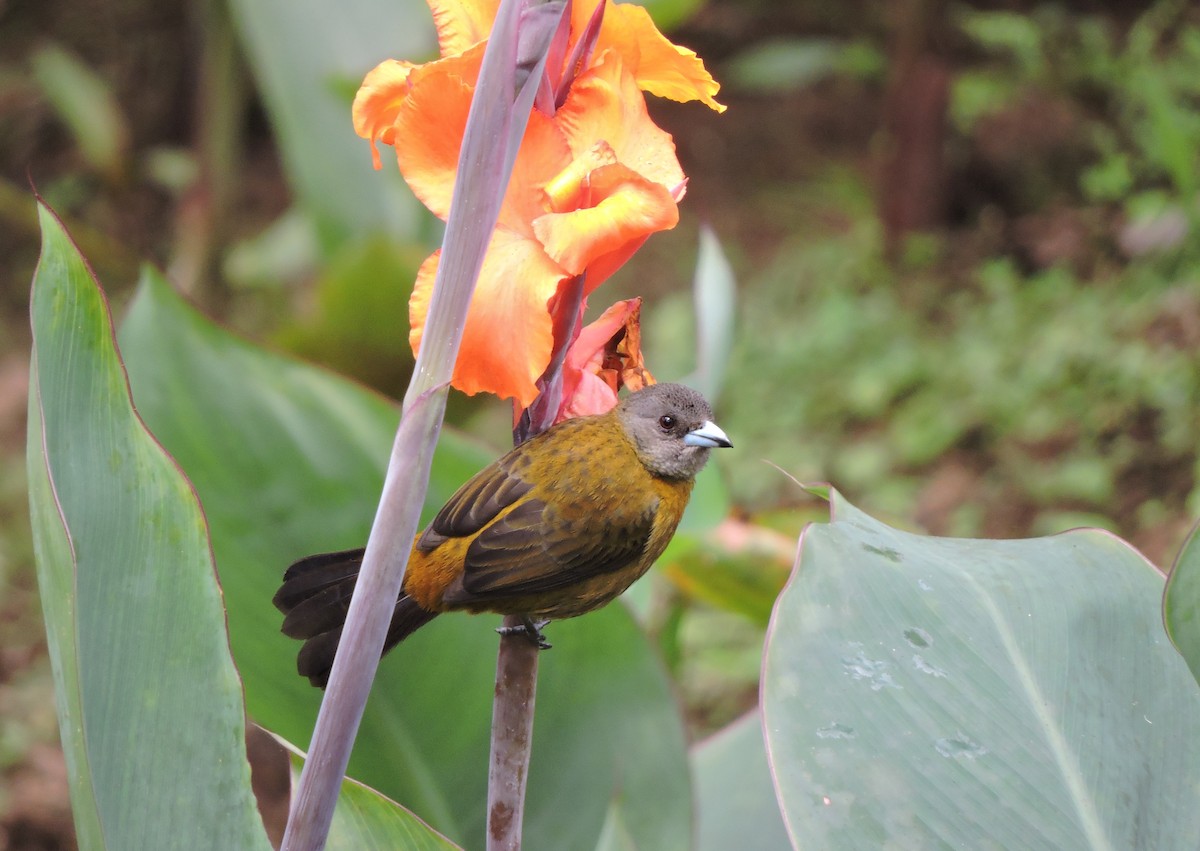 Гватемальский сереброклюв (passerinii) - ML77913801