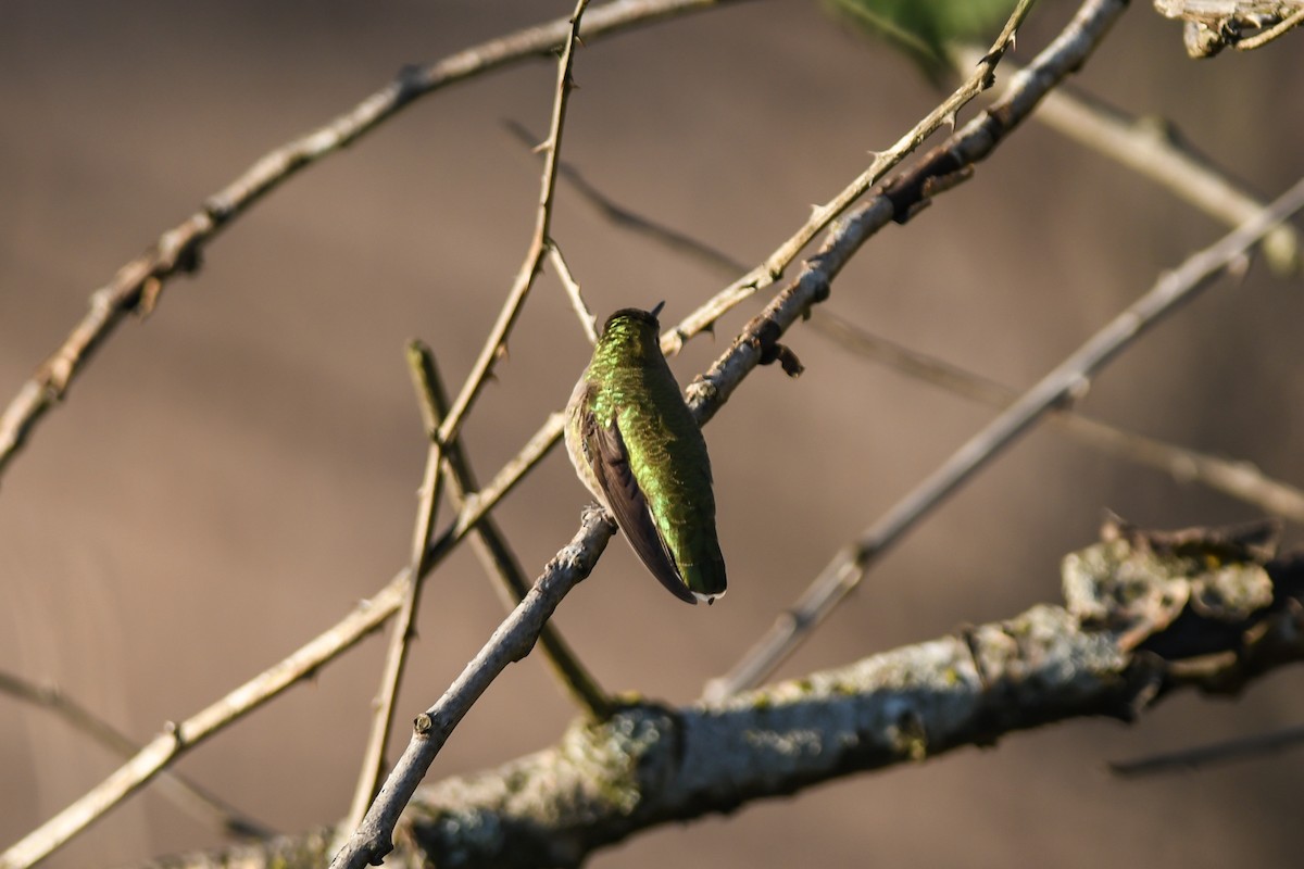 Anna's Hummingbird - ML77916151
