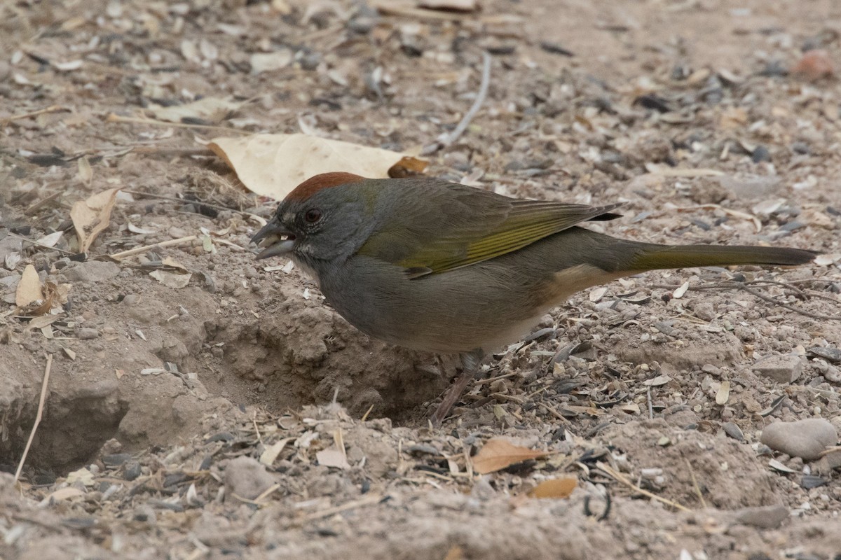 Green-tailed Towhee - ML77916171