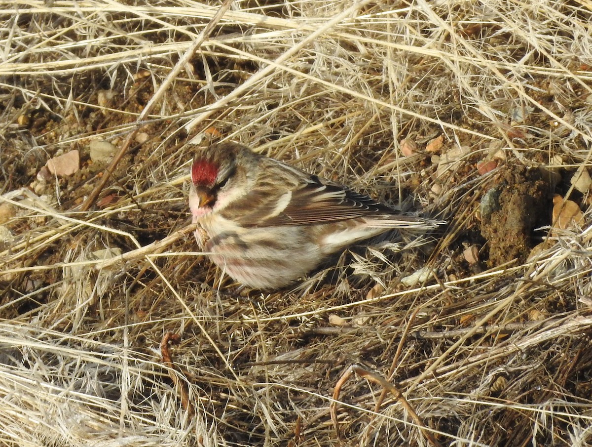 Common Redpoll - ML77916681