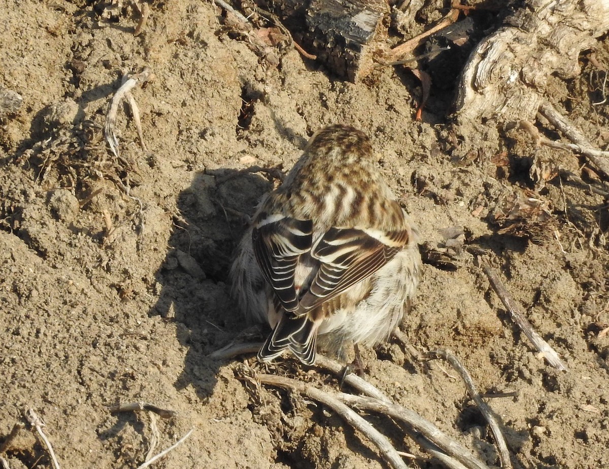 Common Redpoll - ML77916701