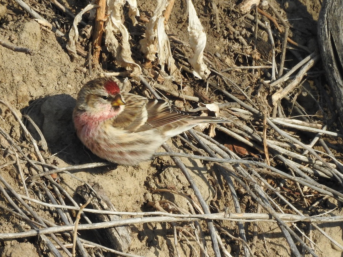 Common Redpoll - ML77916731