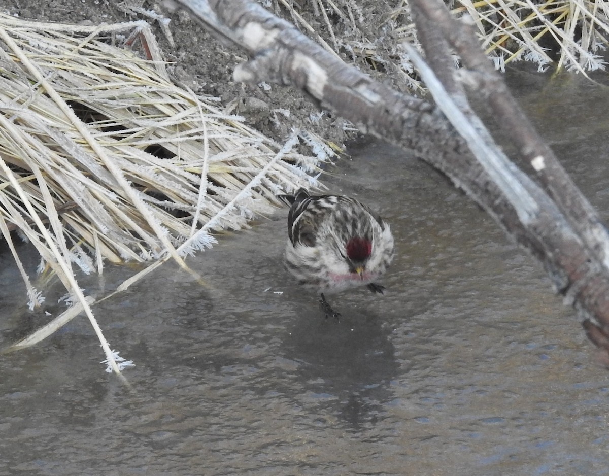 Common Redpoll - ML77916741