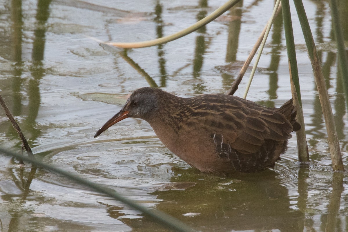 Virginia Rail - ML77916781